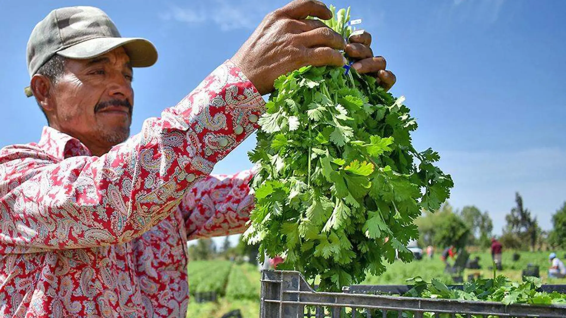 hombre sostiene racimo de cilantro